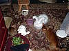 Sallyanne's Chloe, Winter & Juni